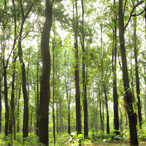 environmental friendly image of a forest free of pollution